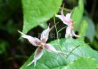 Epimedium P.E.